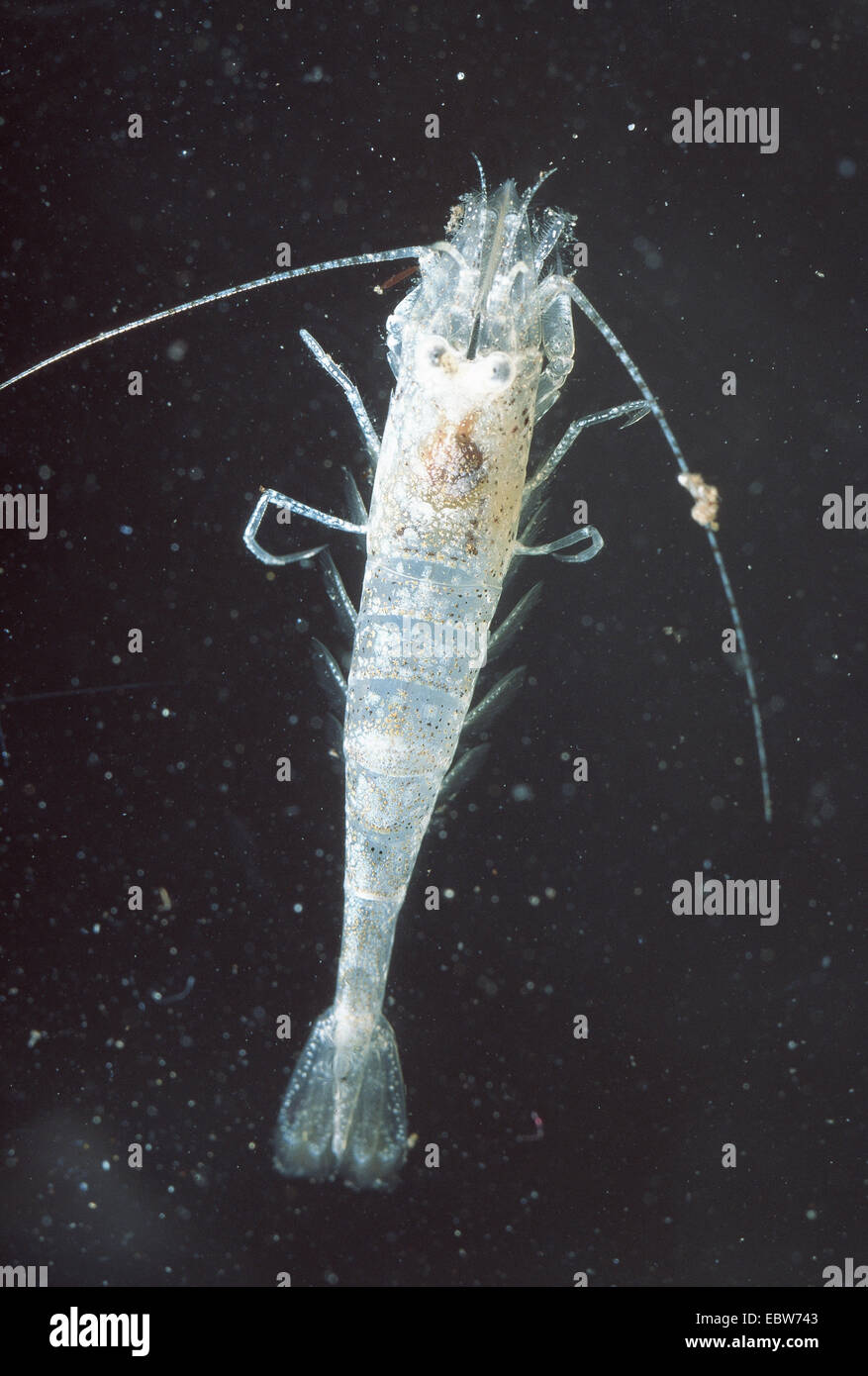 common shrimp, common European shrimp (brown shrimp) (Crangon crangon), view from above Stock Photo