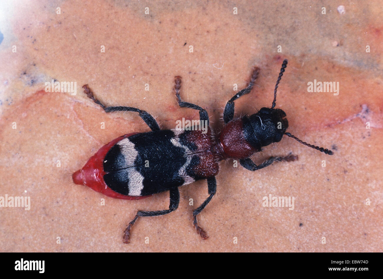 ant beetle (Thanasimus formicarius), imago Stock Photo