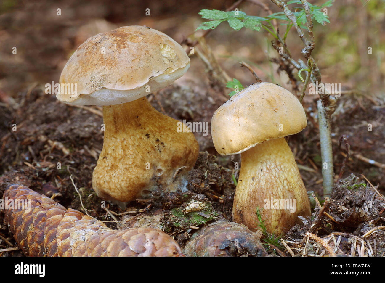 bitter bolete (Tylopilus felleus), fruiting bodies, Germany Stock Photo