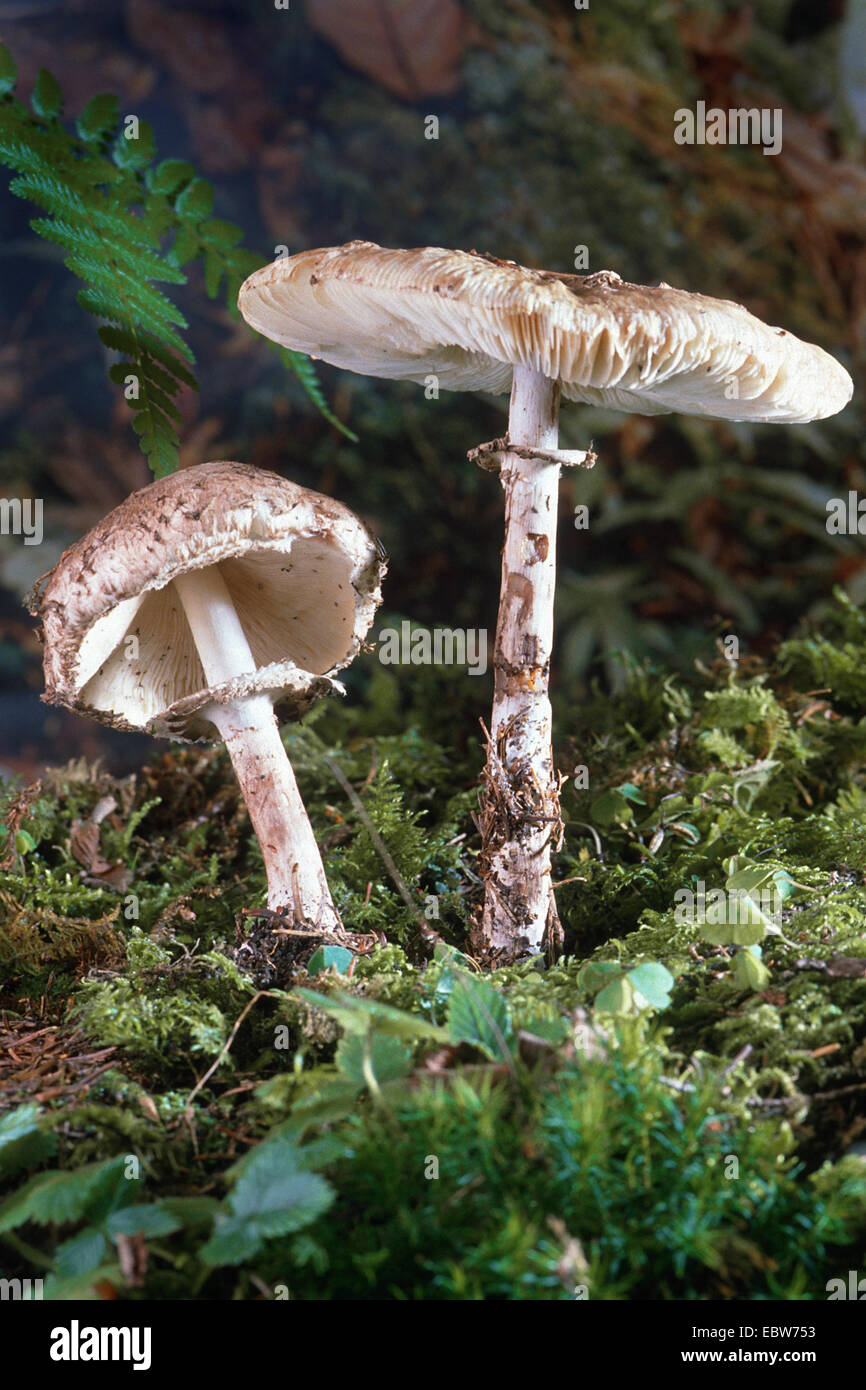 shaggy parasol (Macrolepiota rhacodes), two fruiting bodies, Germany Stock Photo