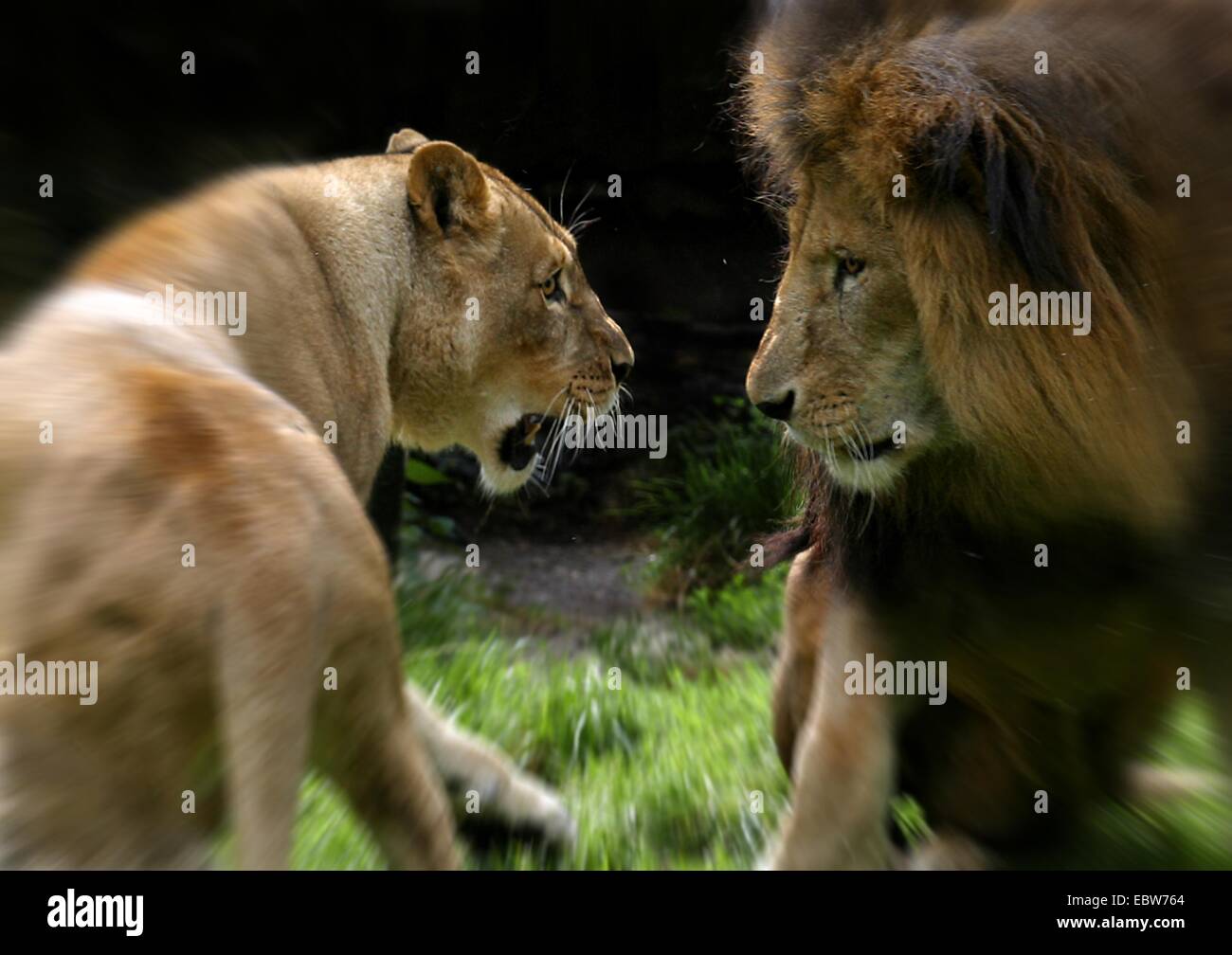 lion (Panthera leo), male and female. Stock Photo