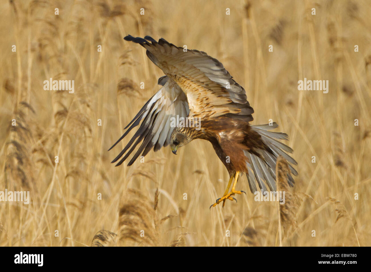 Western Marsh Harrier (Circus aeruginosus), landing in reed, Germany, Rhineland-Palatinate Stock Photo