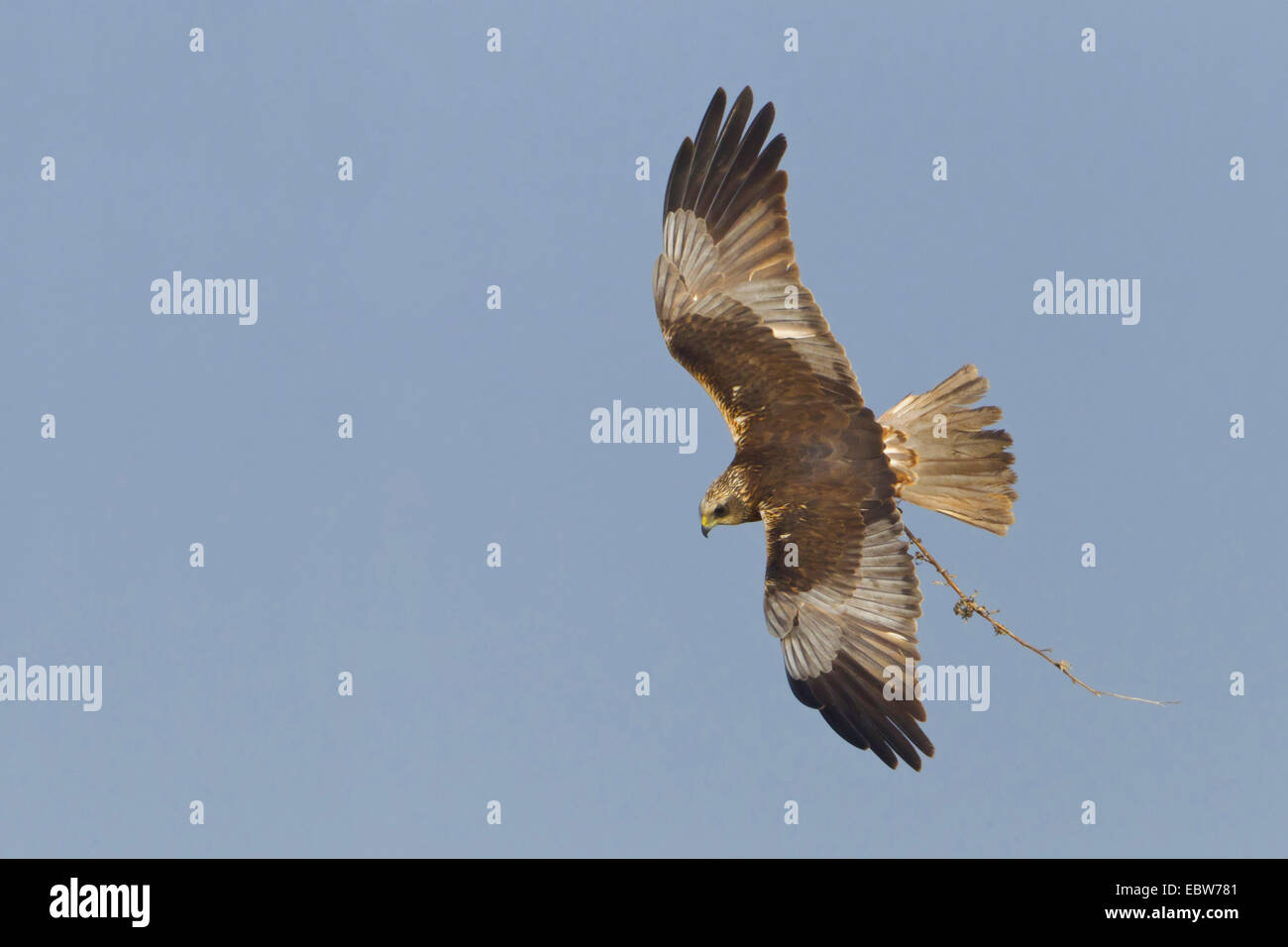 Western Marsh Harrier (Circus aeruginosus), flying with nesting material in the claws, Germany, Rhineland-Palatinate Stock Photo