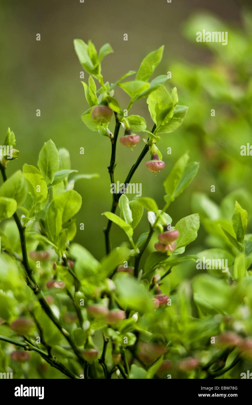 dwarf bilberry, blueberry, huckleberry, low billberry (Vaccinium myrtillus), blooming, Germany Stock Photo