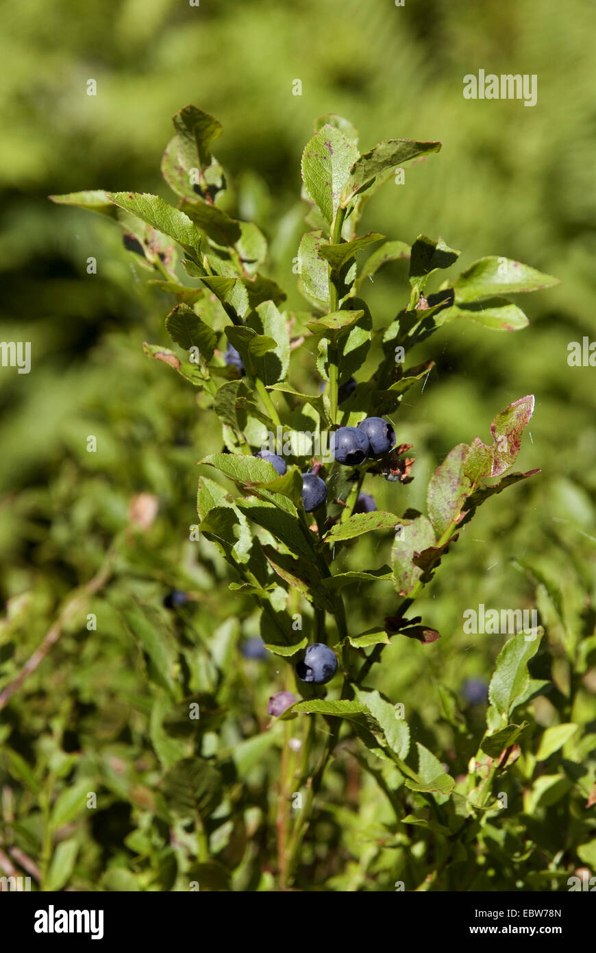 dwarf bilberry, blueberry, huckleberry, low billberry (Vaccinium myrtillus), fruiting, Germany Stock Photo