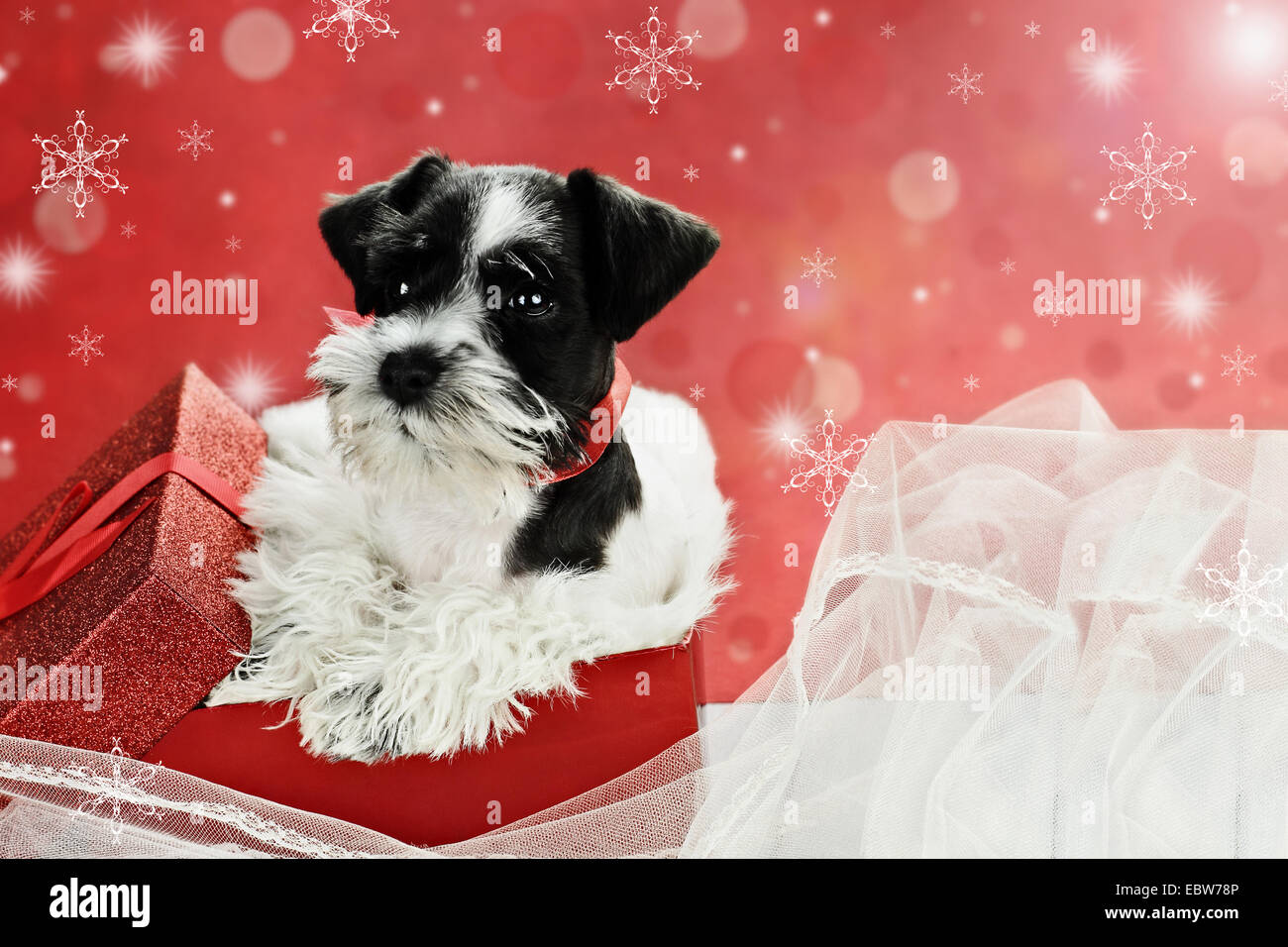 Cute little black and white Mini Schnauzer puppy peeping out of a beautiful red festive Christmas present. Stock Photo