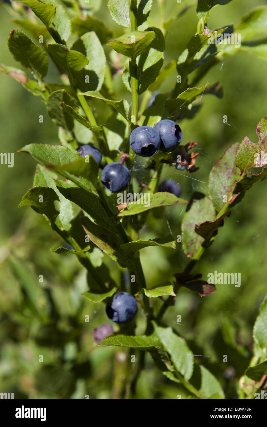 dwarf bilberry, blueberry, huckleberry, low billberry (Vaccinium myrtillus), fruiting, Germany Stock Photo