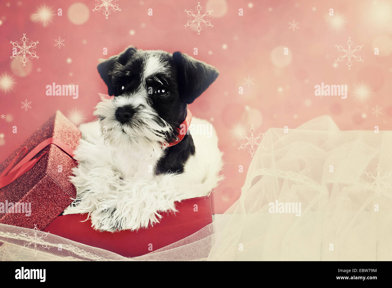 Retro image of a cute little black and white Mini Schnauzer puppy peeping out of a beautiful red festive Christmas present. Stock Photo