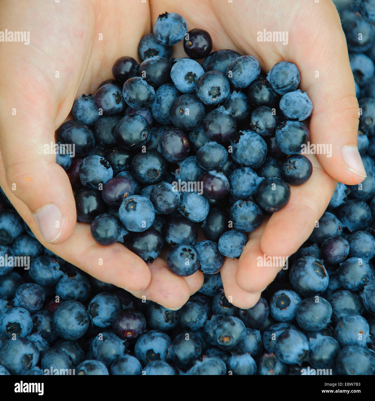 dwarf bilberry, blueberry, huckleberry, low billberry (Vaccinium myrtillus), ripe blue berries in two hands, Germany, Lower Saxony Stock Photo
