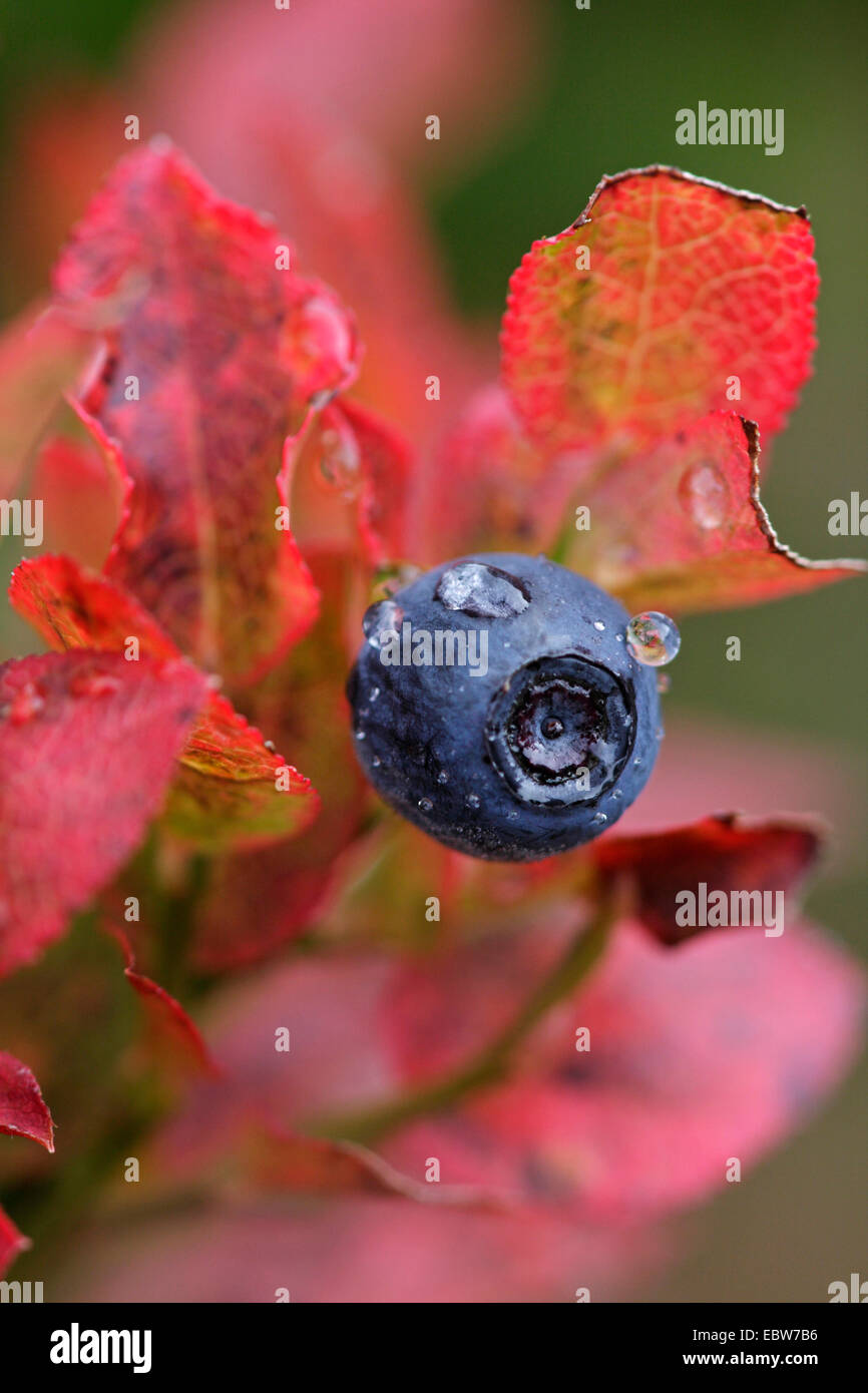 dwarf bilberry, blueberry, huckleberry, low billberry (Vaccinium myrtillus), ripe blue berry on a shrub in autumn, Switzerland, Valais Stock Photo