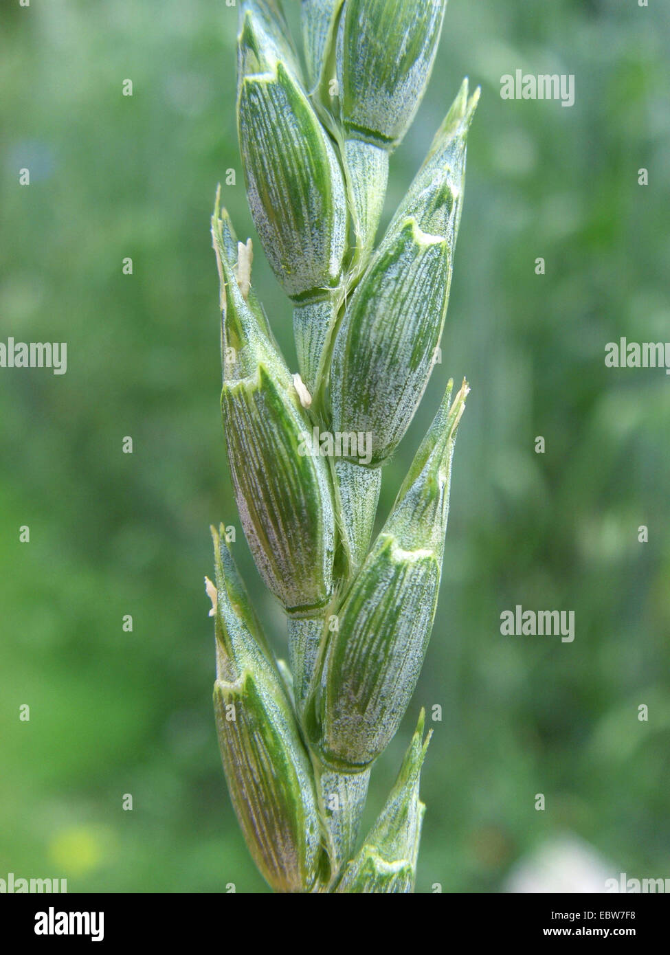 Durum Wheat (Triticum turgidum ssp. durum, Triticum durum), spike, cutout Stock Photo