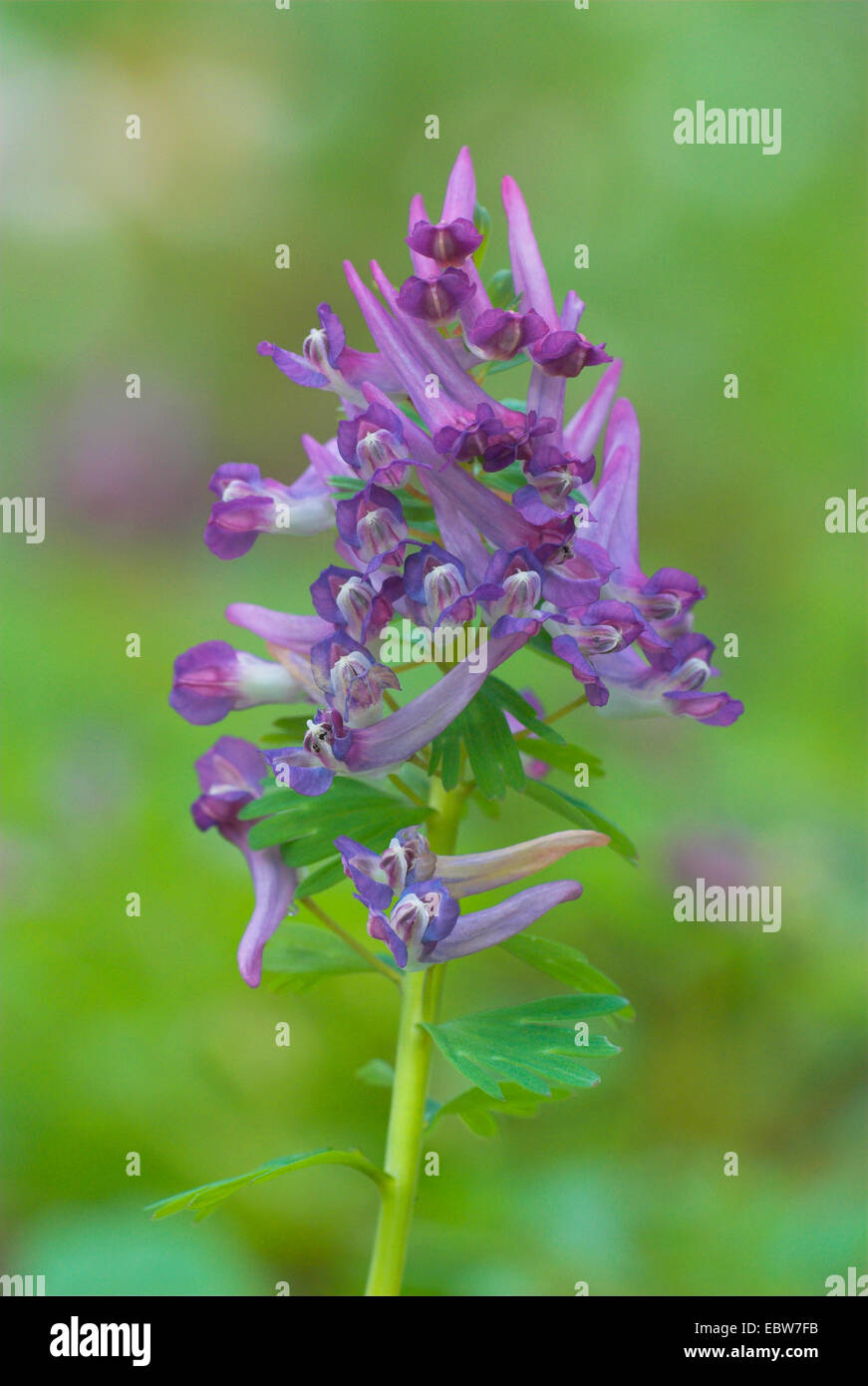 solid-tubered corydalis (Corydalis solida), inflorescence, Germany Stock Photo