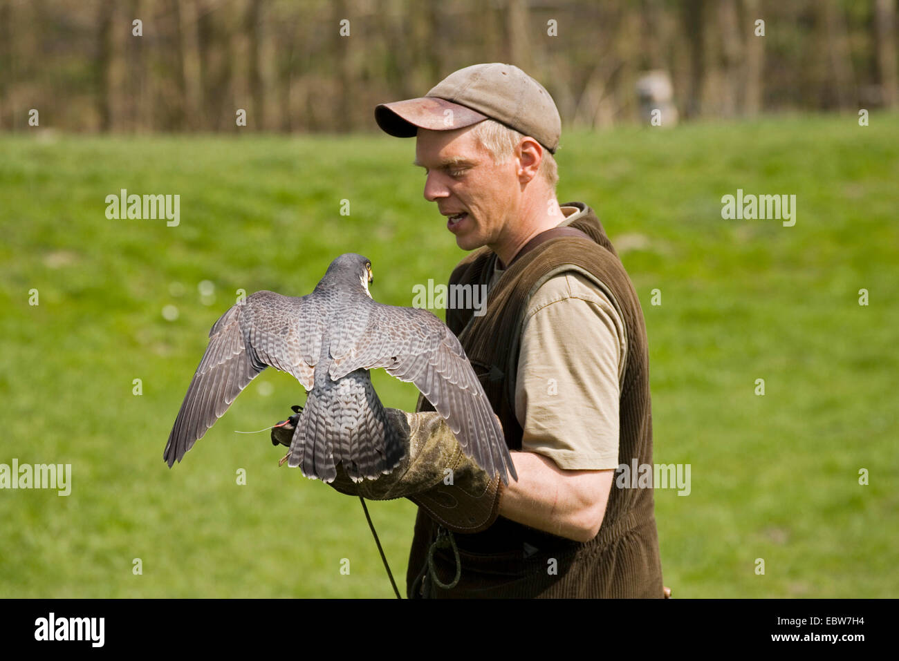 peregrine falcon (Falco peregrinus), Show bird of prey Stock Photo