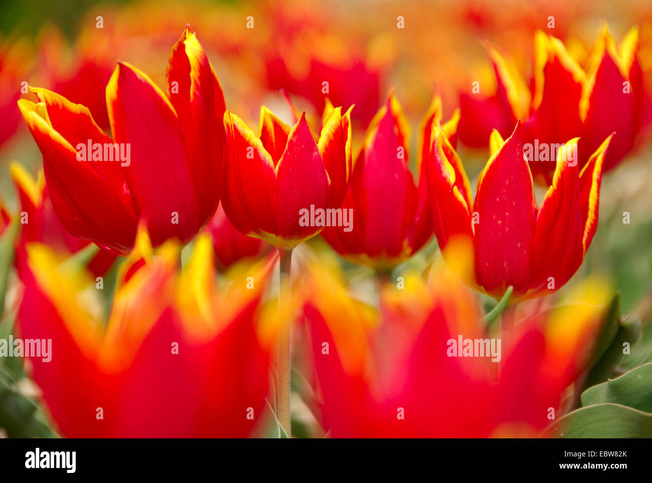 common garden tulip (Tulipa gesneriana), blossoms, Netherlands Stock Photo