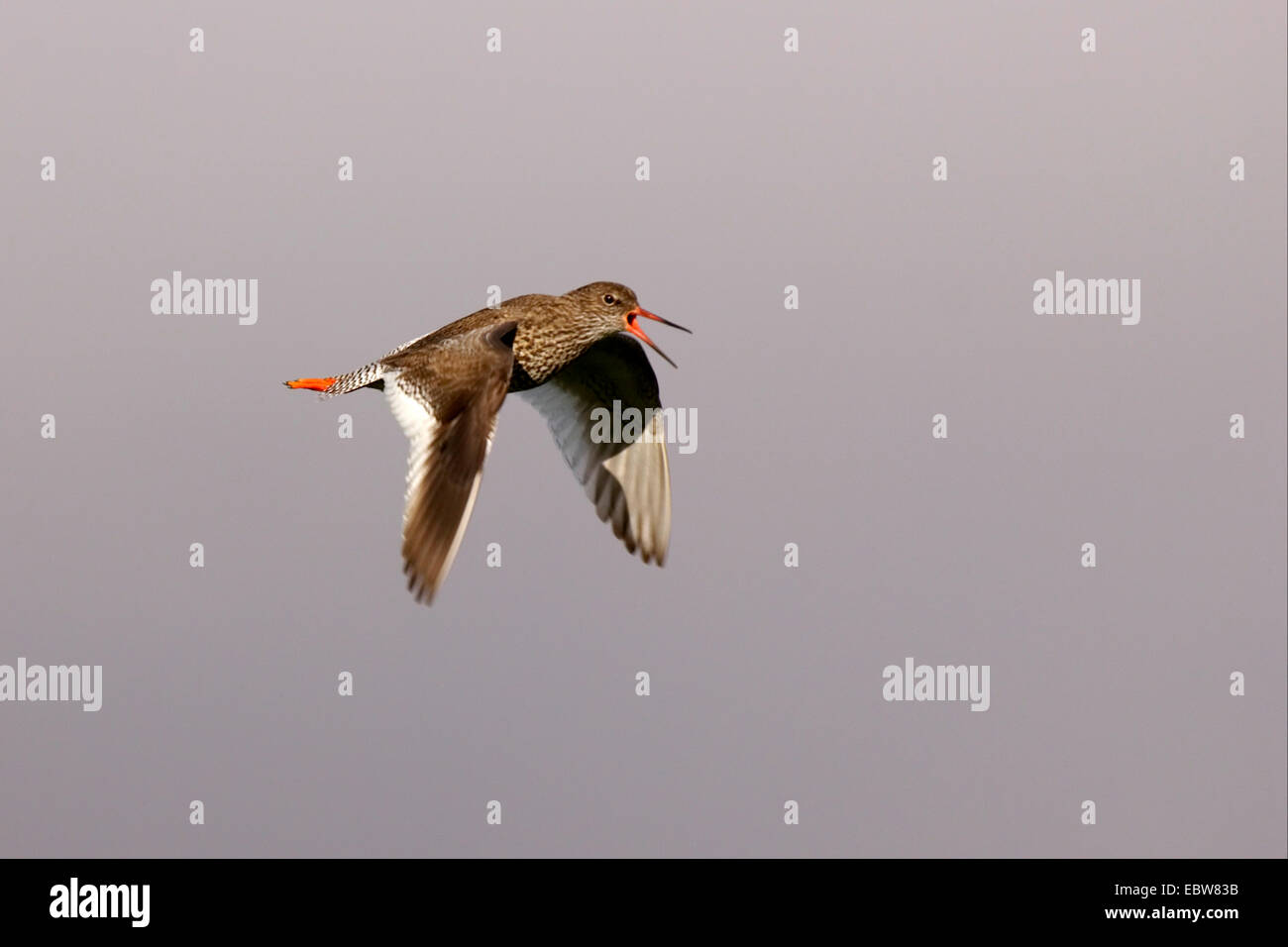 common redshank (Tringa totanus), flying, Iceland Stock Photo