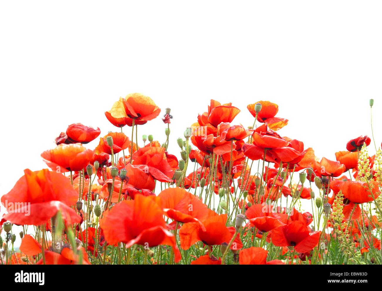 Beautiful red poppies isolated on white background Stock Photo - Alamy