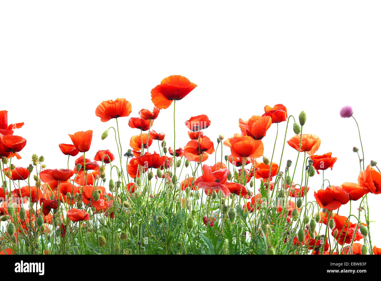 Beautiful red poppies isolated on white background Stock Photo - Alamy