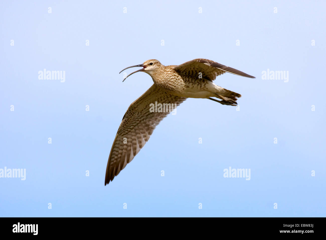 whimbrel (Numenius phaeopus), flying, Iceland Stock Photo