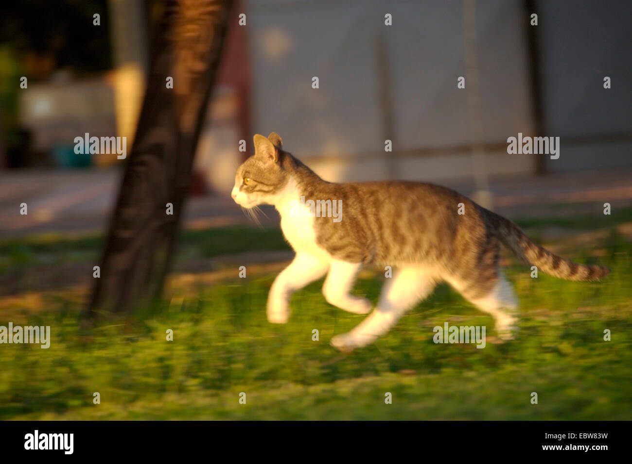 domestic cat, house cat (Felis silvestris f. catus), running kitten Stock Photo