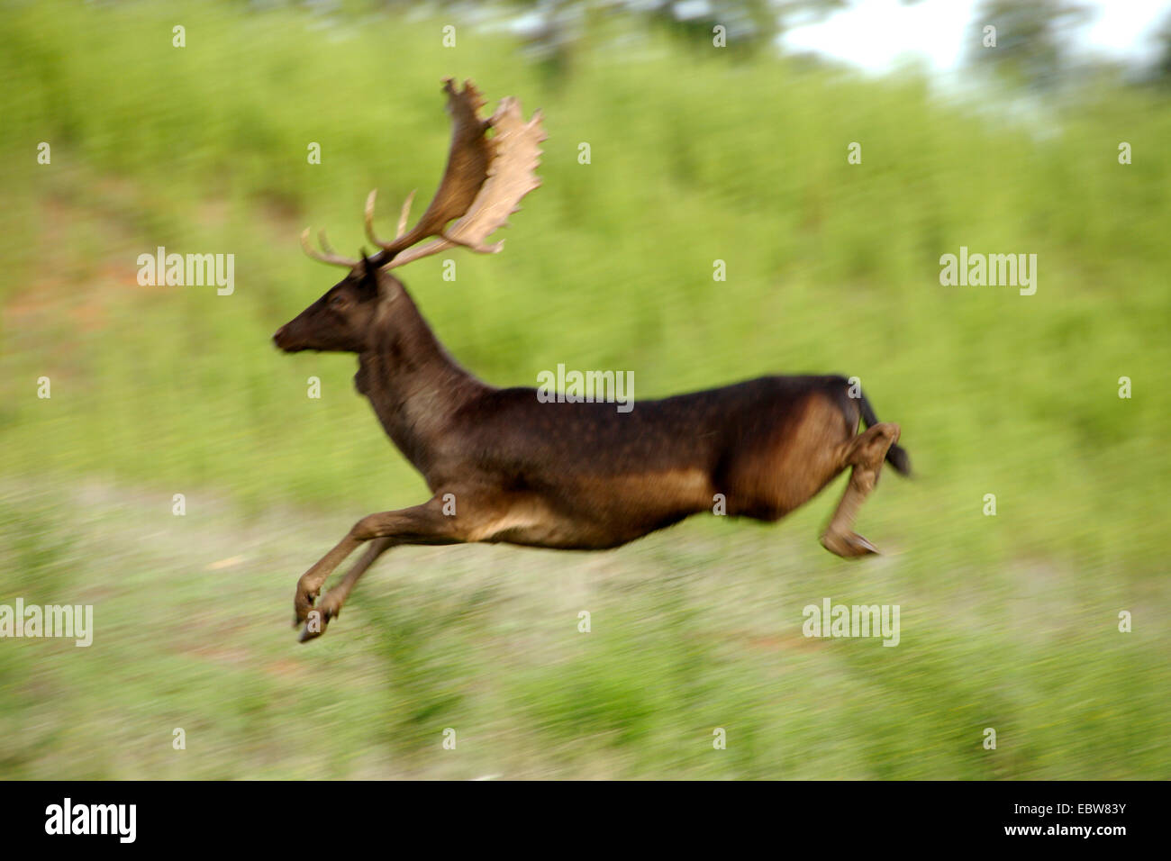 fallow deer (Dama dama, Cervus dama), springing, Italy Stock Photo