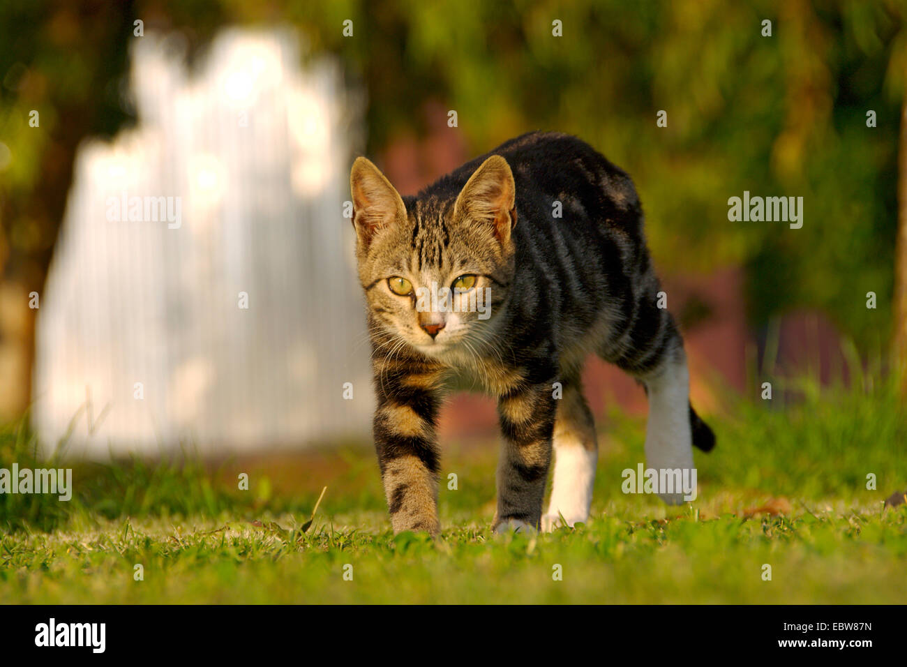 domestic cat, house cat (Felis silvestris f. catus), kitten Stock Photo