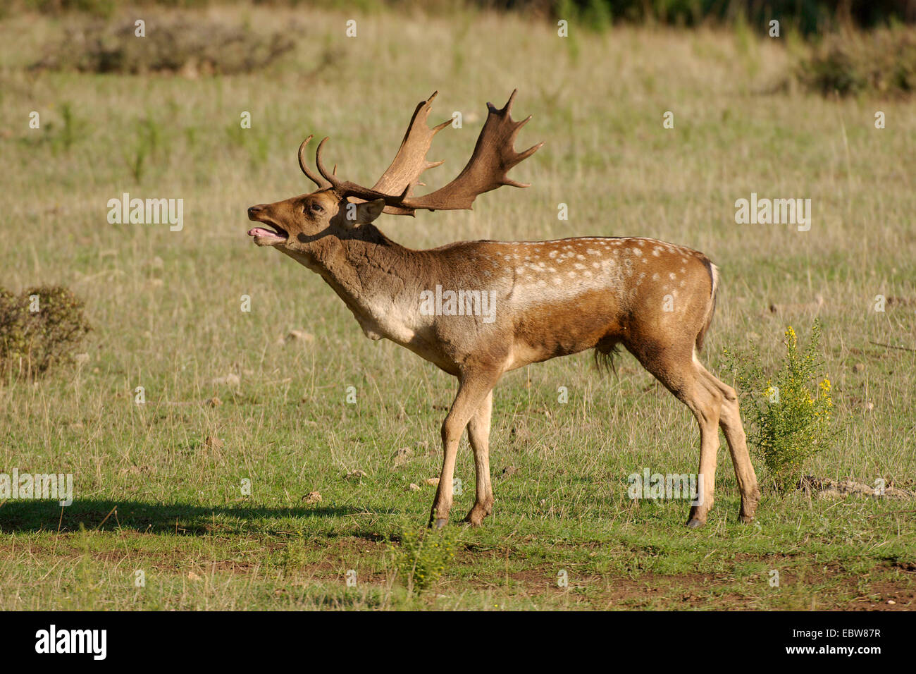 fallow deer (Dama dama, Cervus dama), roaring, Italy Stock Photo