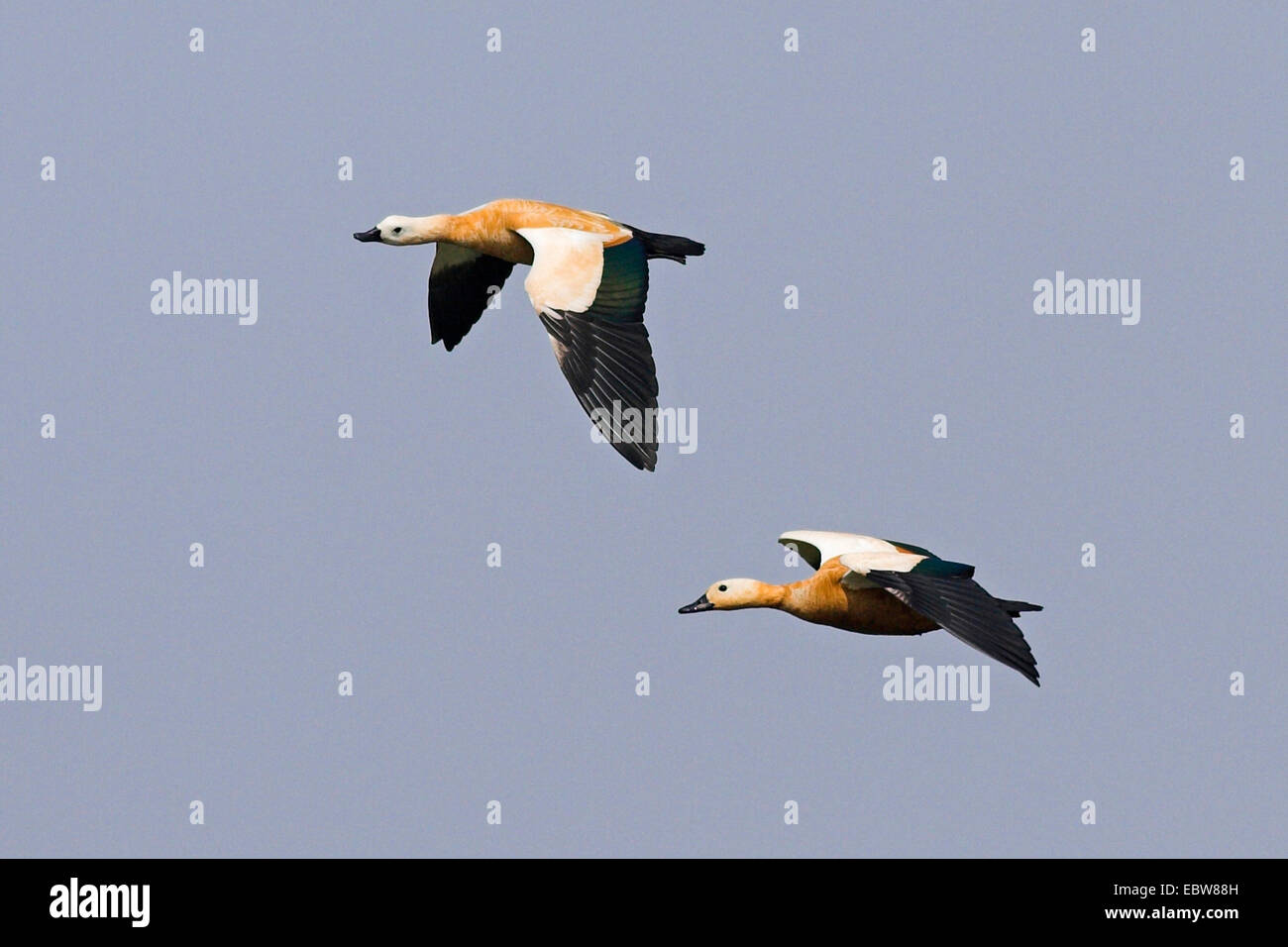 ruddy shelduck (Tadorna ferruginea, Casarca ferruginea), two flying individuals, India, Keoladeo Ghana National Park Stock Photo