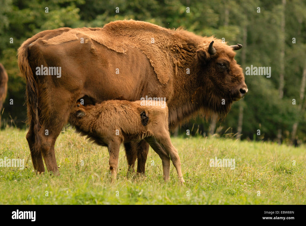 European bison, wisent (Bison bonasus), female nursing calf Stock Photo