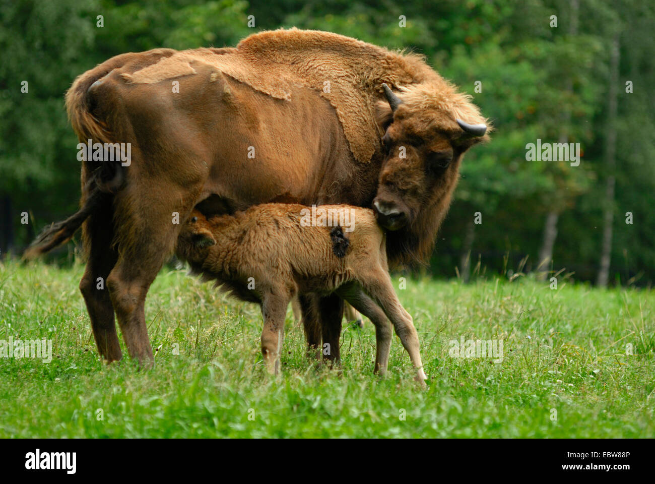 European bison, wisent (Bison bonasus), female nursing calf Stock Photo