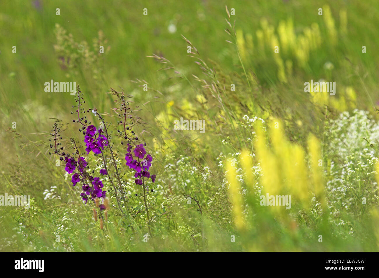 purple mullein, ornamental mullein (Verbascum phoeniceum), in flowering meadow, Austria, Burgenland, Neusiedler See National Park Stock Photo