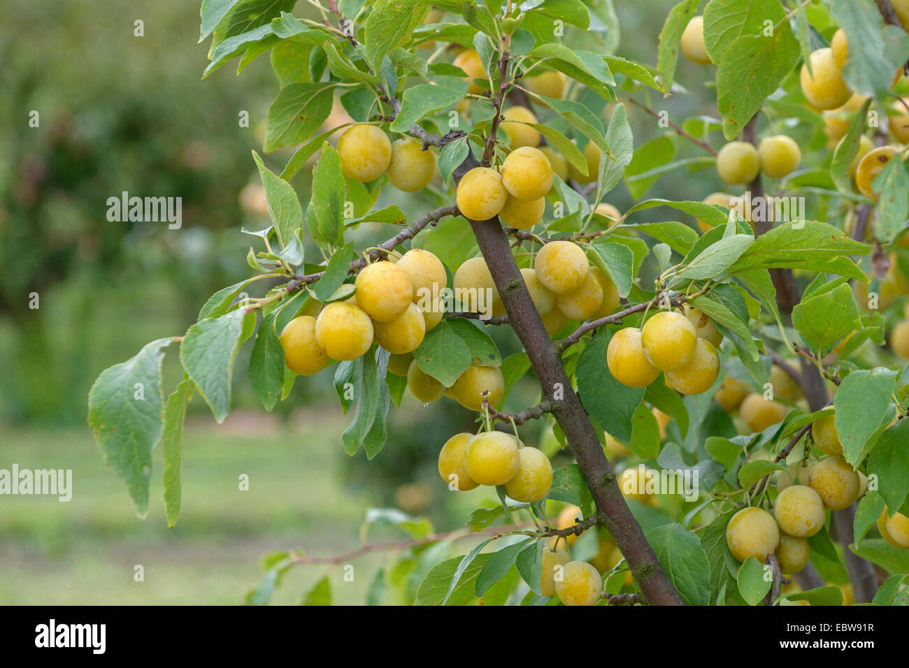 Damson (Prunus domestica 'Haferpflaume', Prunus domestica Haferpflaume, Prunus domestica ssp. insititia, Prunus insititia), cultivar Haferpflaume Stock Photo