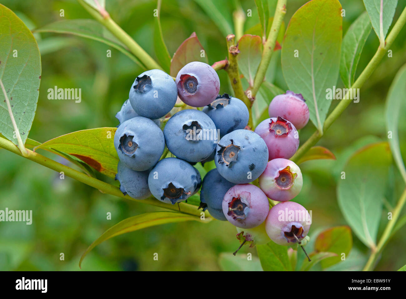 high blueberry, highbush blueberry, swamp blueberry (Vaccinium corymbosum 'Bluecrop', Vaccinium corymbosum Bluecrop), blue berries of cultivar Bluecrop Stock Photo