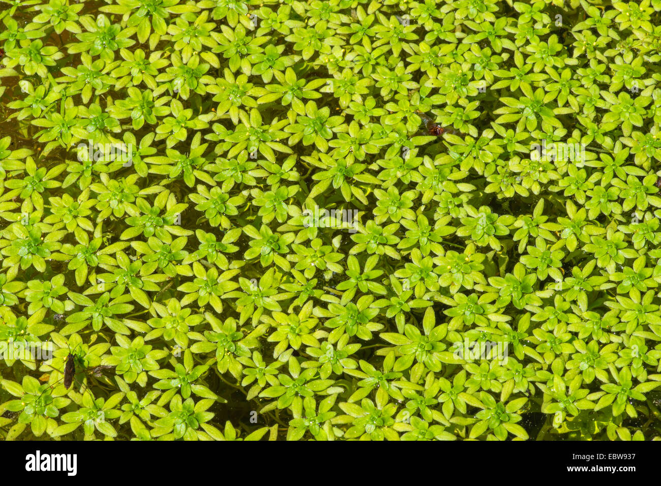 common water-starwort, European water-starwort (Callitriche palustris agg.), Germany, Bavaria Stock Photo