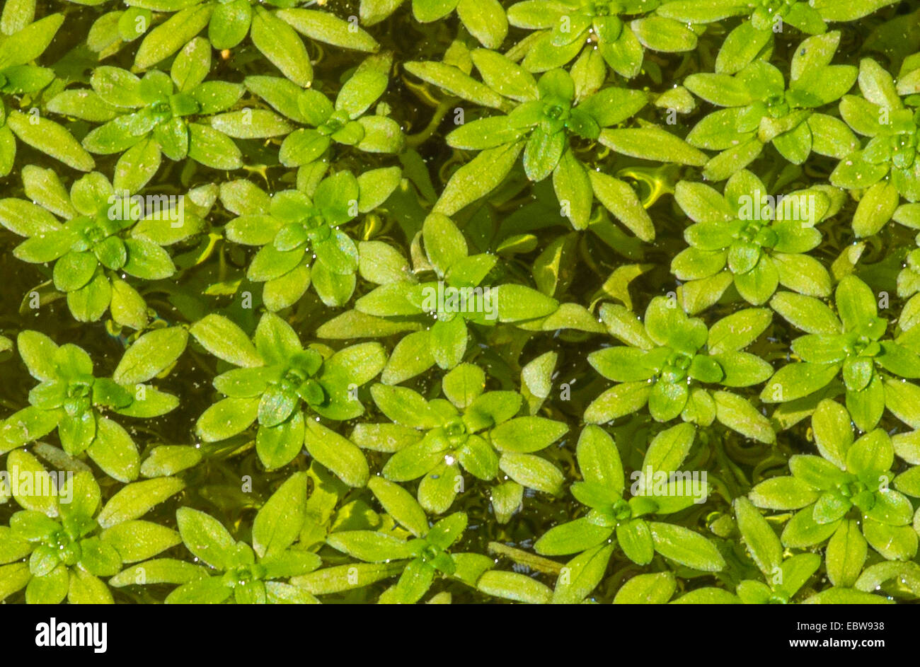 common water-starwort, European water-starwort (Callitriche palustris agg.), Germany, Bavaria Stock Photo