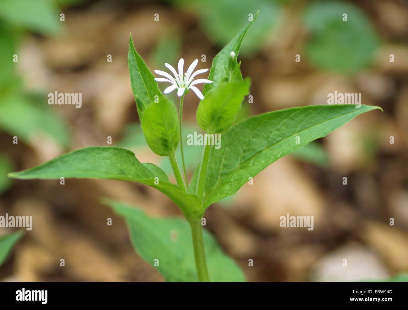 Wood stitchwort hi-res stock photography and images - Alamy