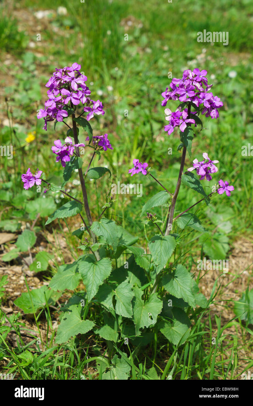 honesty plant (Lunaria annua), blooming in a meadow, Austria, Tyrol, Tannheimer Berge Stock Photo