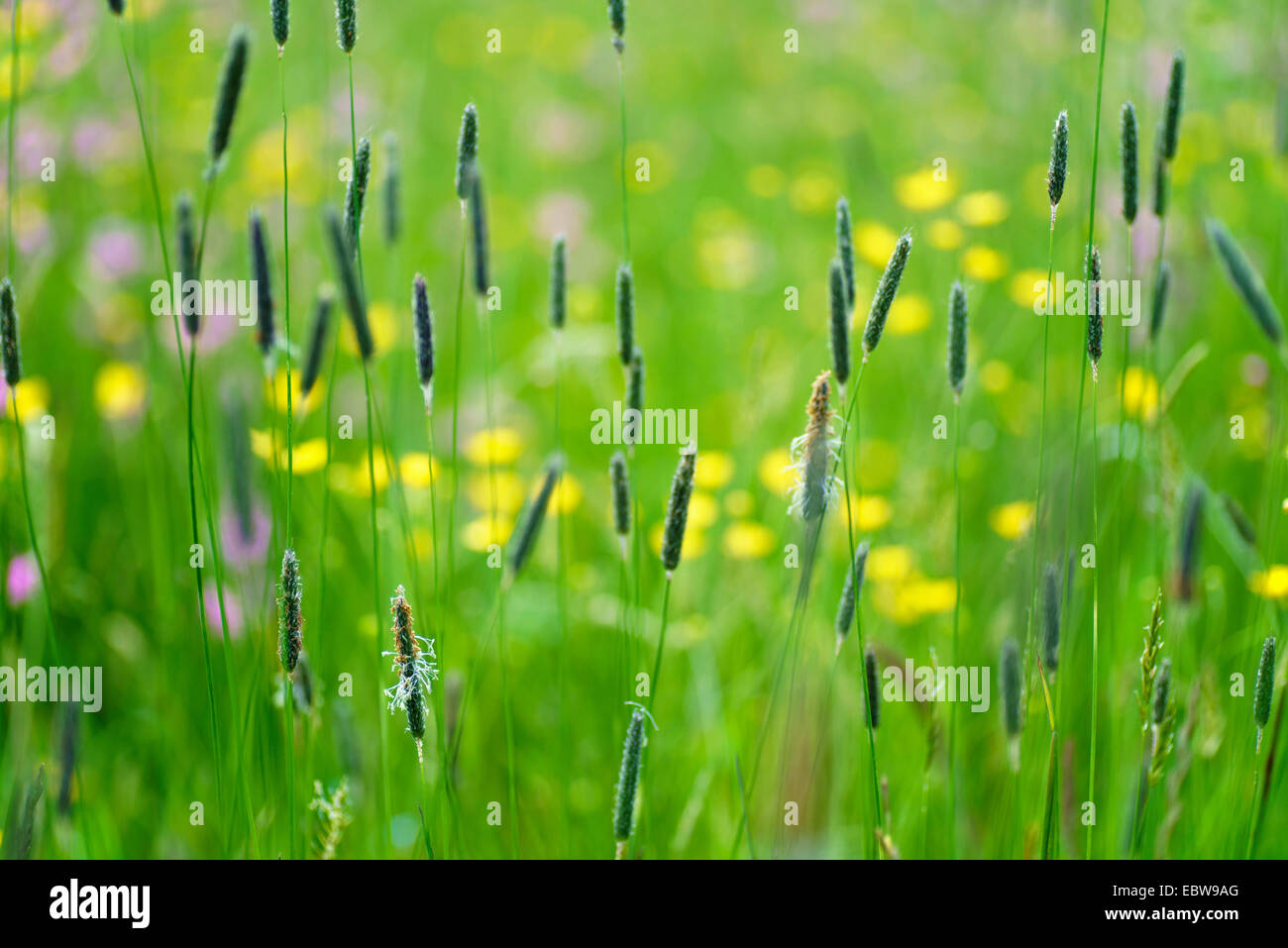 Meadow Foxtail Grass High Resolution Stock Photography and Images Alamy