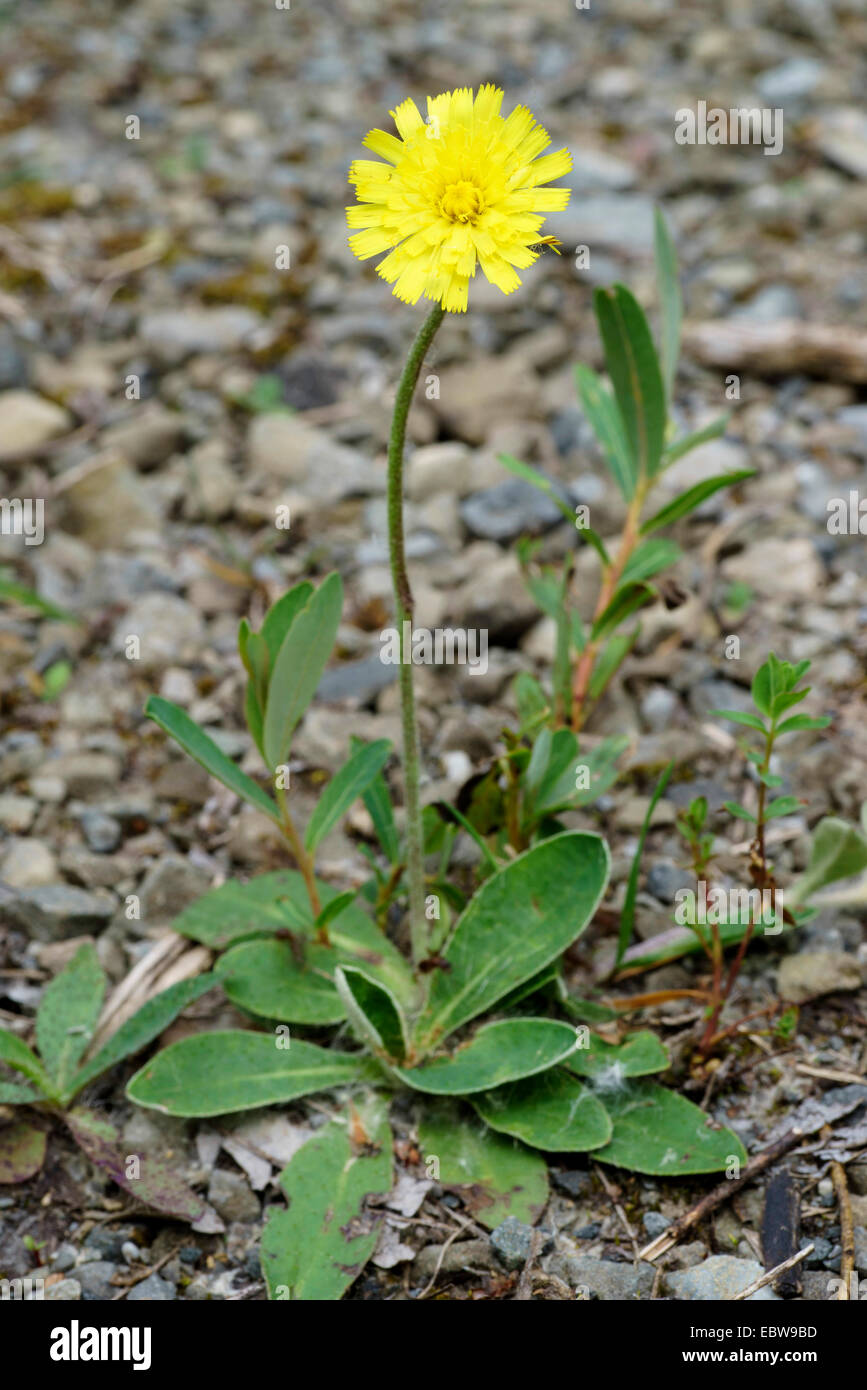 Mouseear hawkweed (Hieracium pilosella, Pilosella officinarum), blooming, Germany, Bavaria, Oberbayern, Upper Bavaria Stock Photo