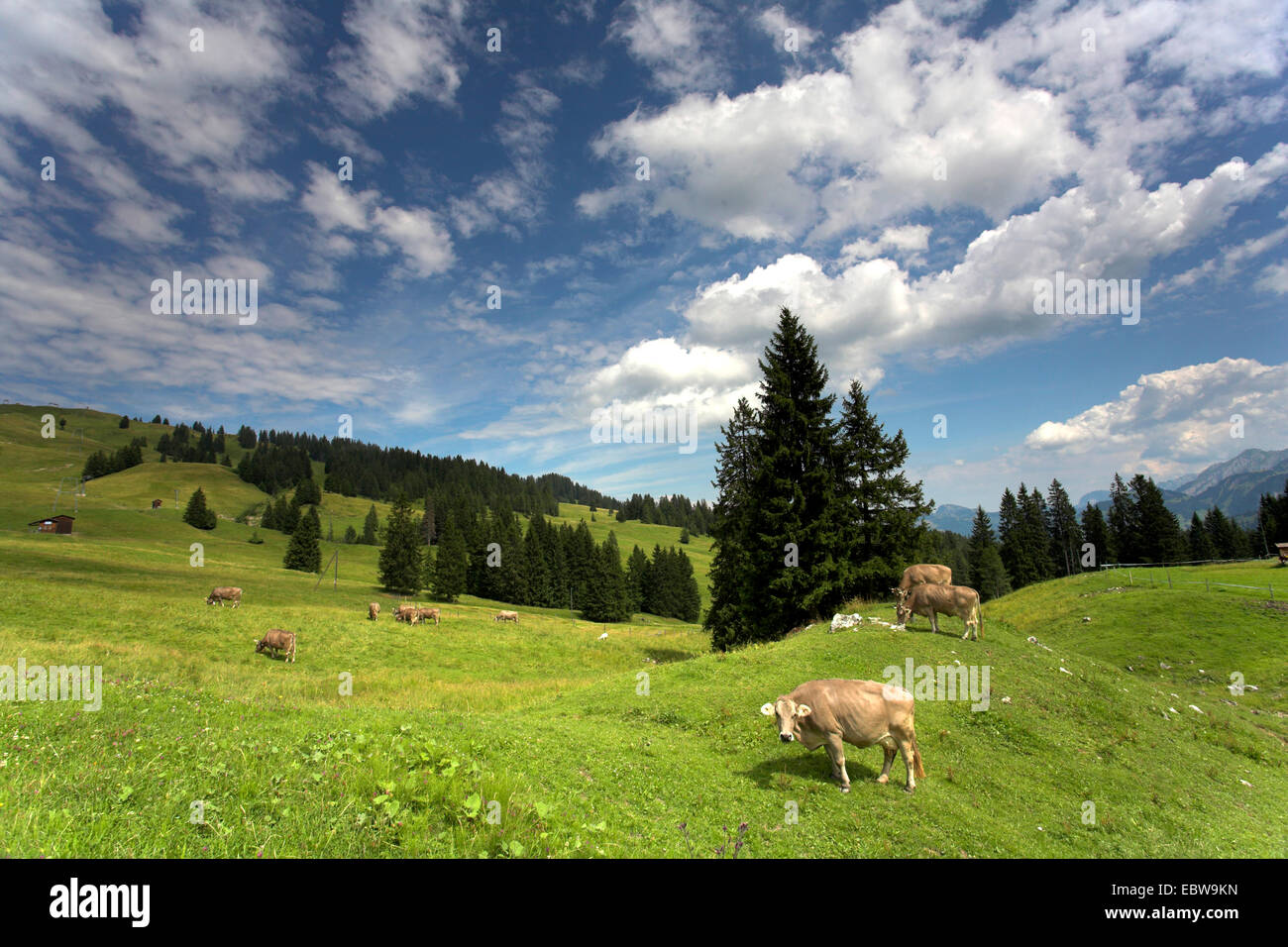domestic cattle (Bos primigenius f. taurus), cow on alpine pasture, Switzerland, Kanton Zug, Ibergeregg Stock Photo