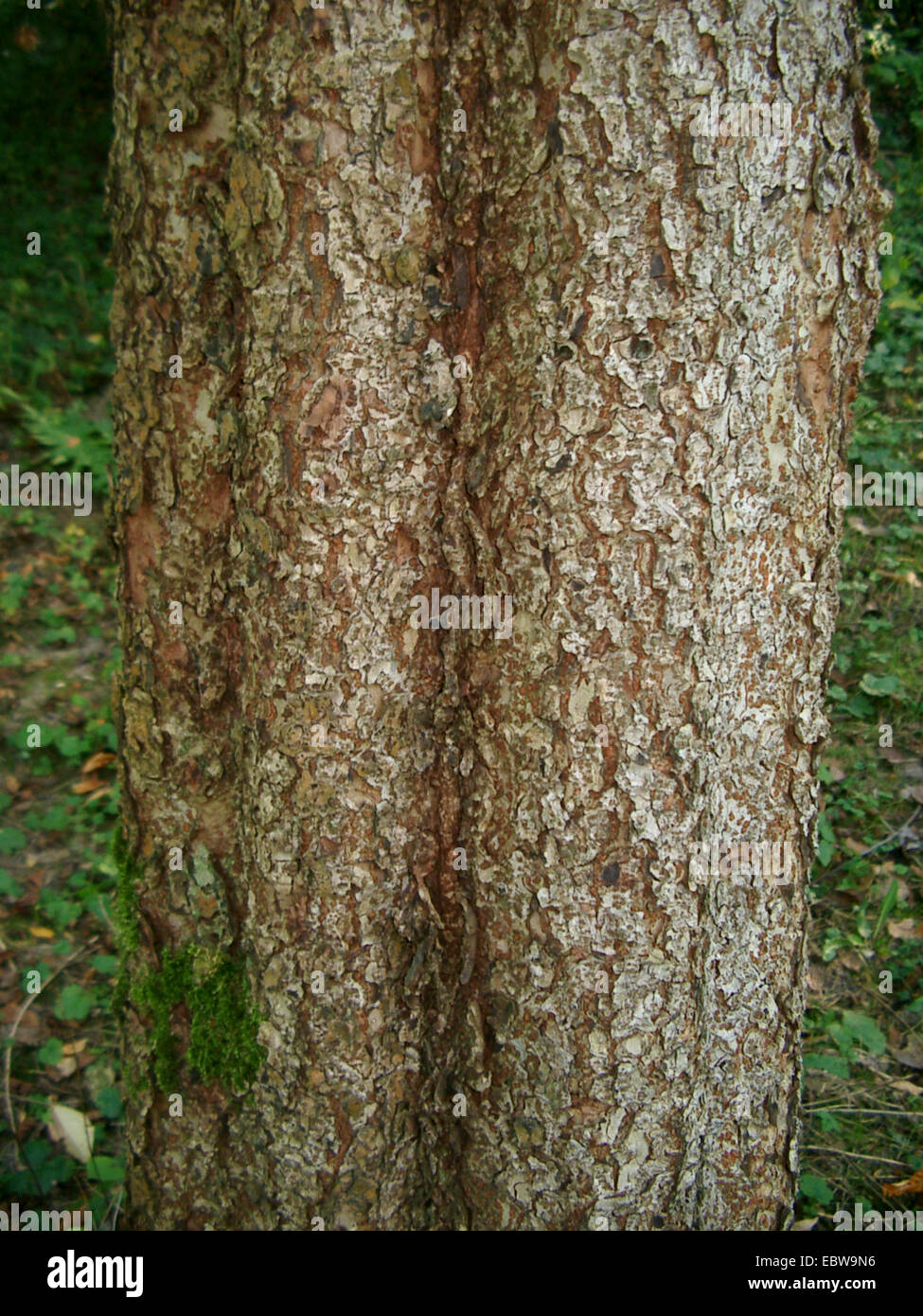 Chinese elm, Lacebark Elm (Ulmus parviflora, Ulmus chinensis), bark Stock Photo
