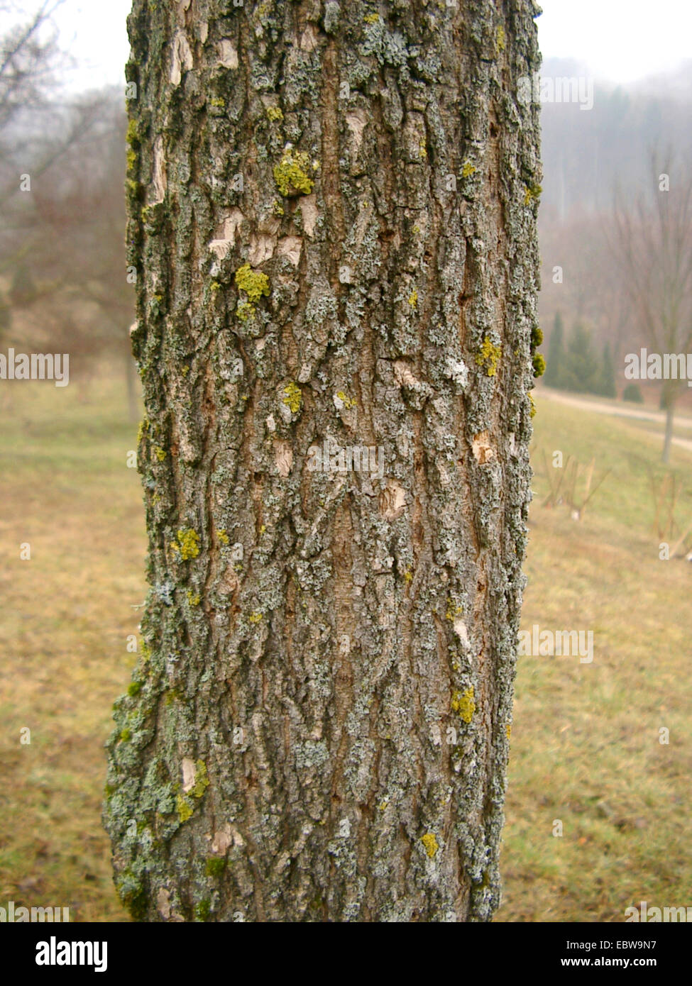 Plot's elm (Ulmus minor ssp. plotii, Ulmus plotii, Ulmus carpinifolia ssp. plotii, Ulmus campestris ssp. plotii), bark, endemic to England Stock Photo