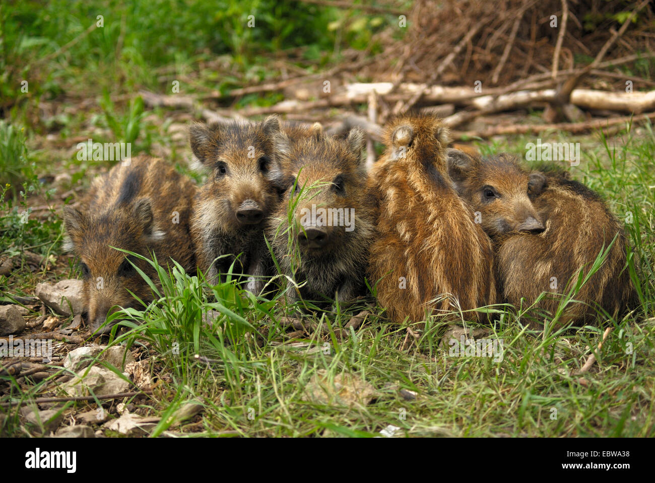 wild boar, pig, wild boar (Sus scrofa), piglets, Germany, Baden-Wuerttemberg Stock Photo