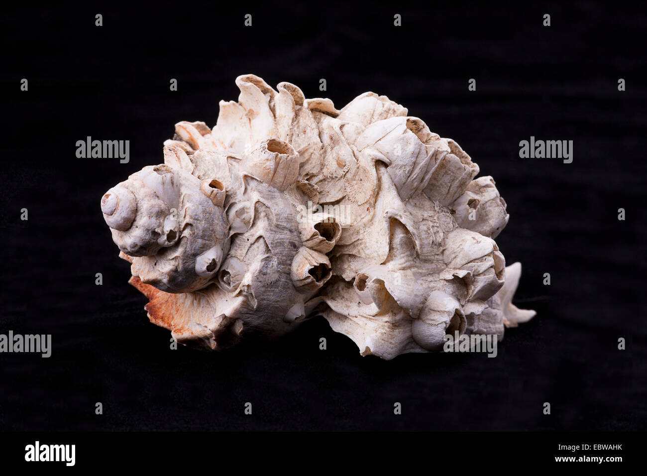 Side view conch shell hi-res stock photography and images - Alamy