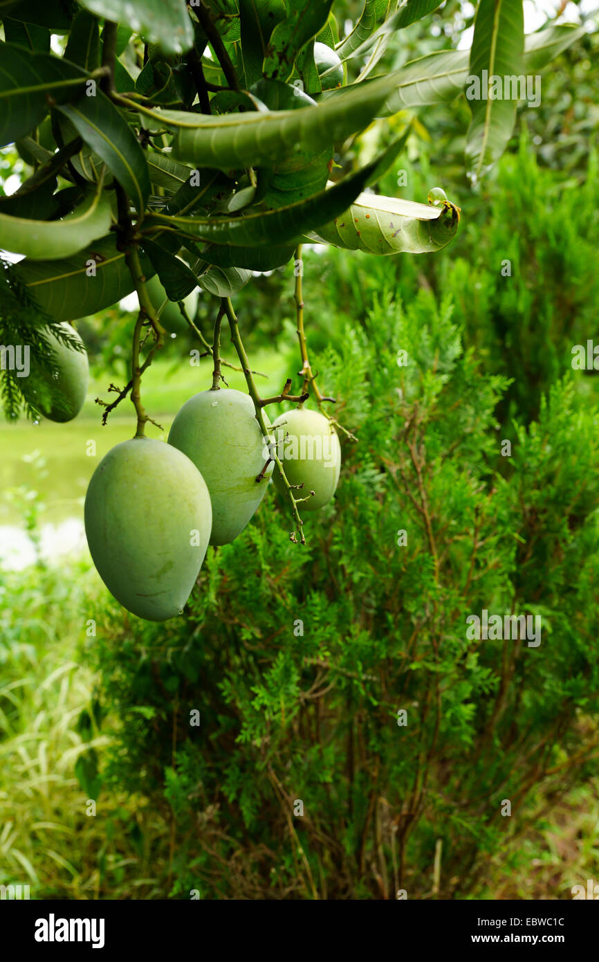 Ripe mango tree hires stock photography and images Alamy