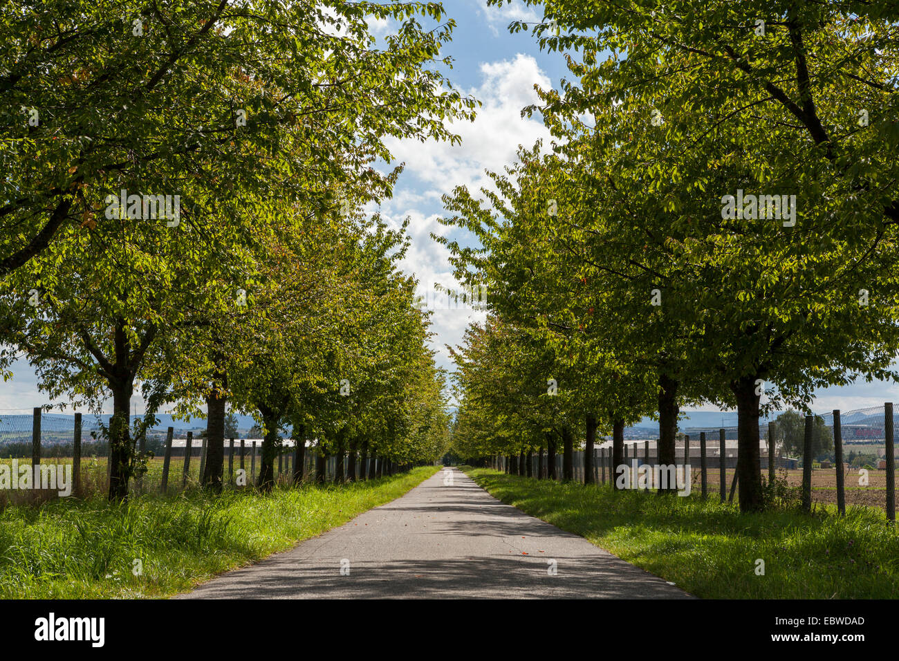 Scenic rural road lined on either side with leafy green trees and farm