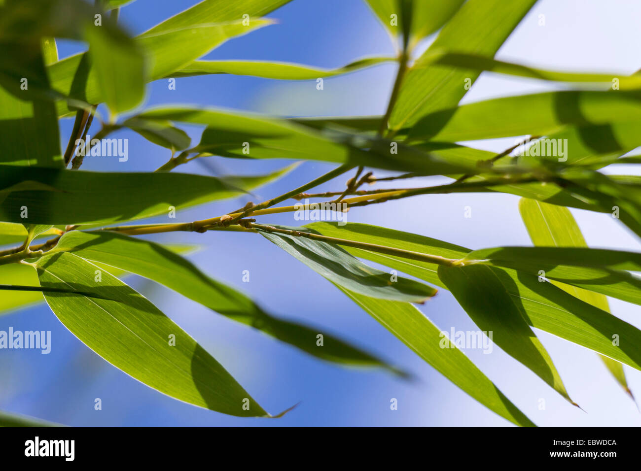 Close Up of Plant with Green Leaves Against Blue Sky with White Clouds Stock Photo