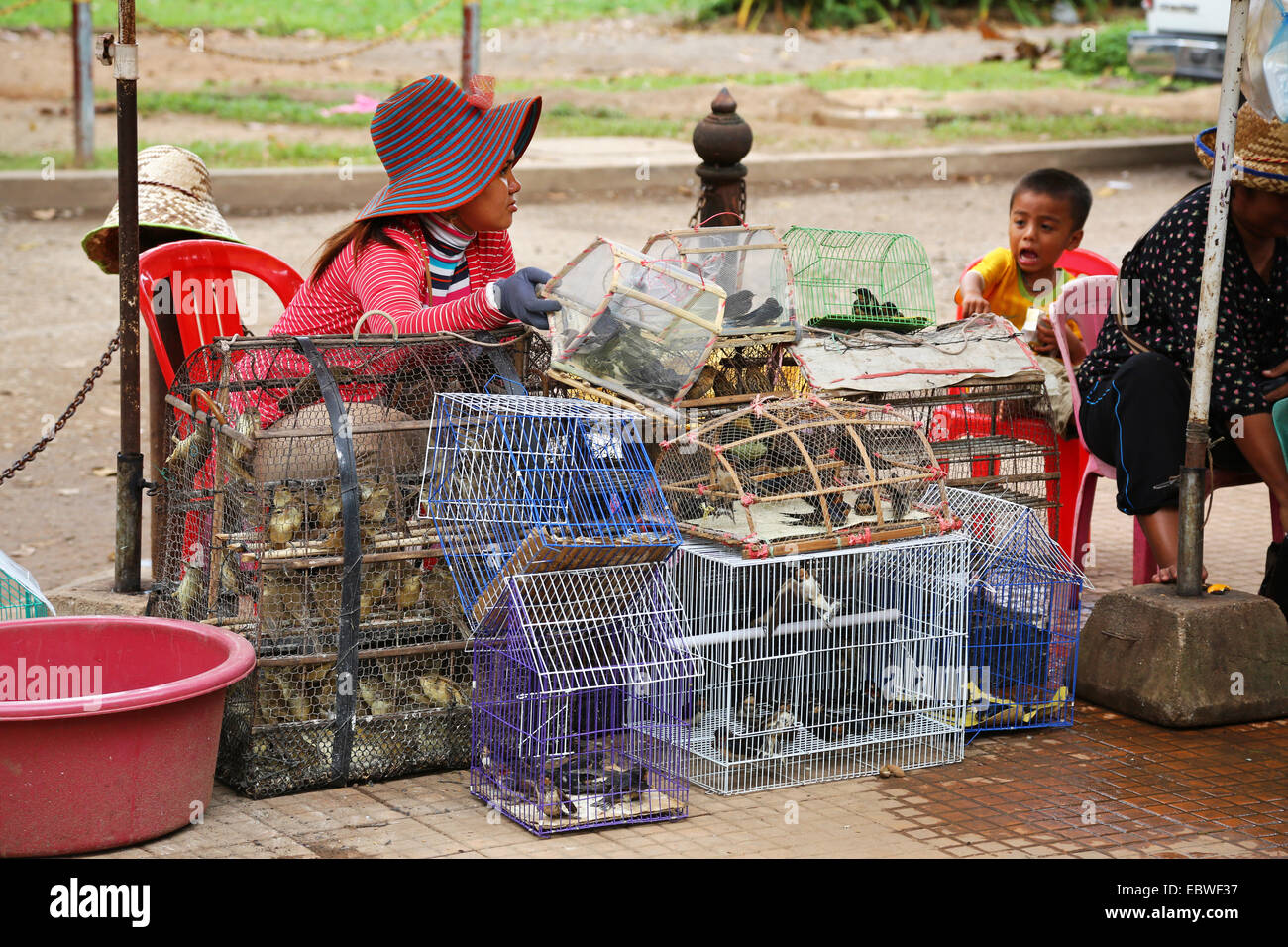 Street scene with people selling birds in cages for temple offerings, Siem Reap, Cambodia. Stock Photo