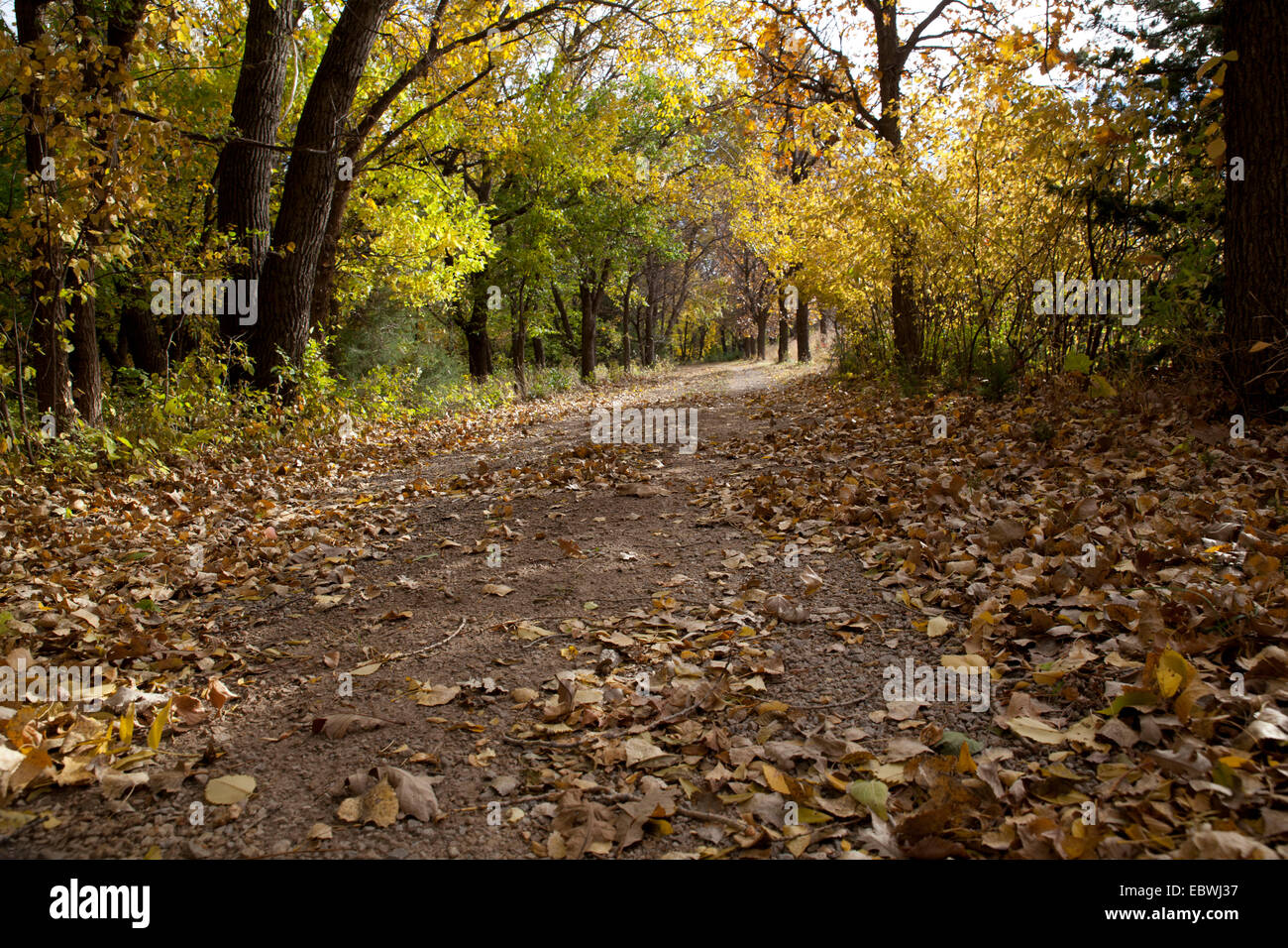 Private road in autumn covered with fallen leaves Stock Photo