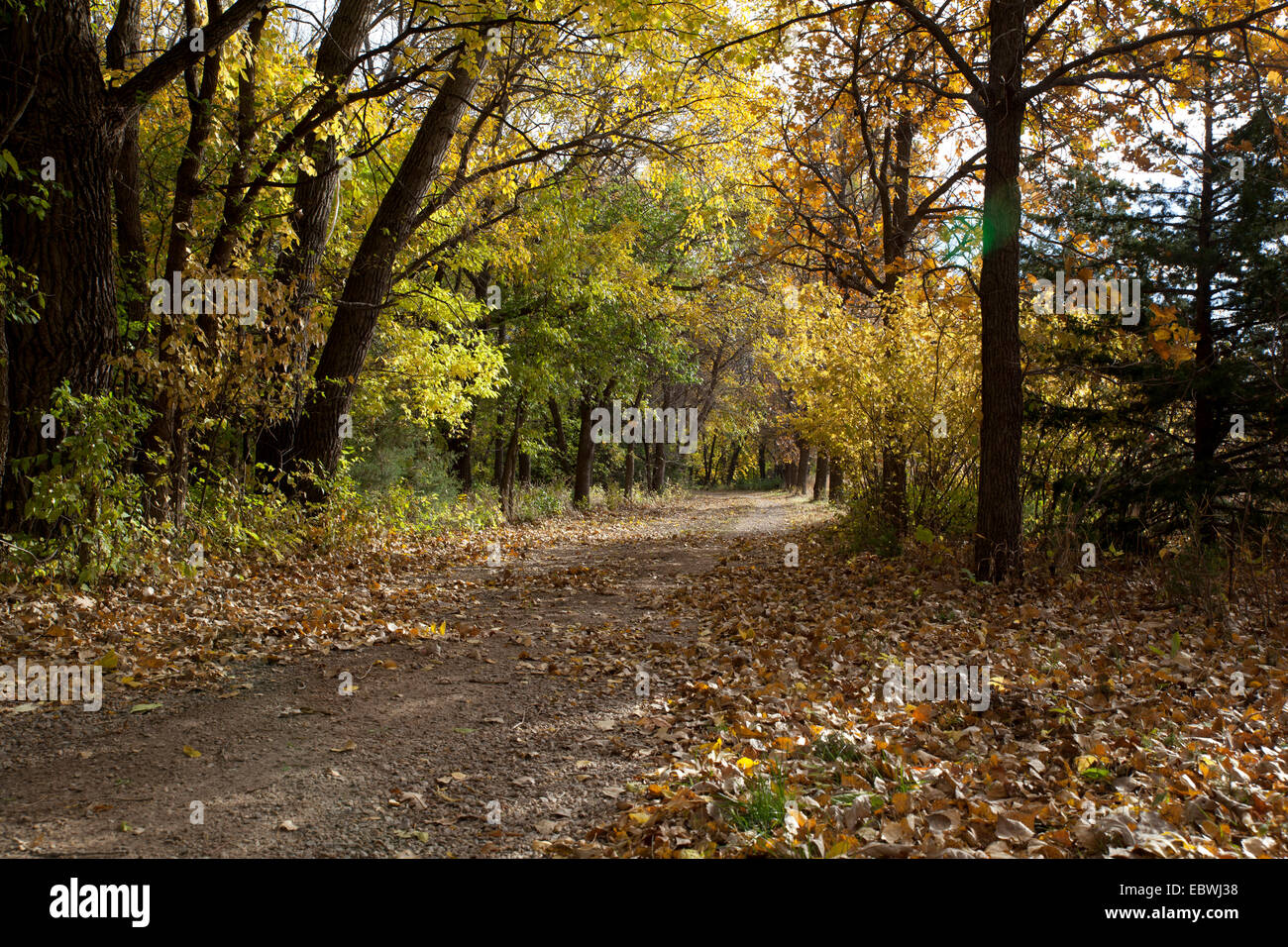 Beautiful tree lined lane covered with fall leaves Stock Photo