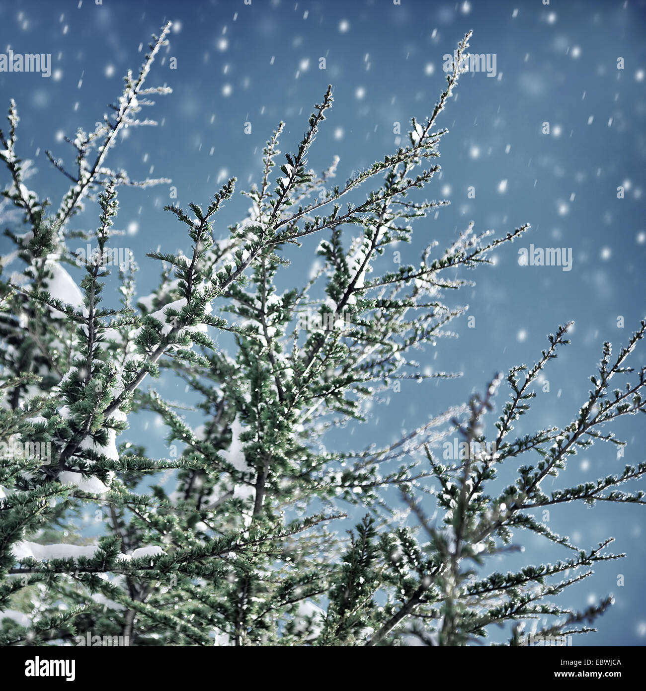 Fir tree branches hi-res stock photography and images - Alamy